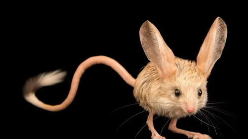 Тушканчик Фото маленькая коричнево-белая мышь