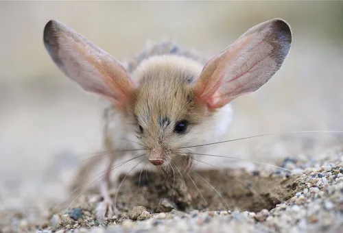 Тушканчик Фото маленький зайчик с большими ушами
