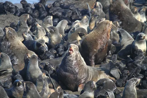 Тюлень Фото большая группа пингвинов
