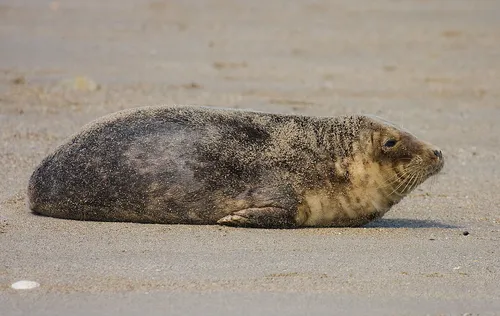 Тюлень Фото тюлень, лежащий на песке