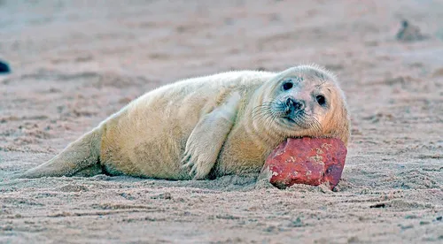 Тюлень Фото тюлень, лежащий на песке с мячом во рту