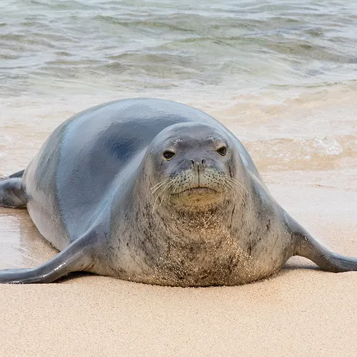 Тюлень Фото тюлень на пляже