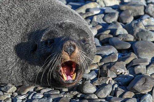 Тюлень Фото уплотнение с открытым ртом