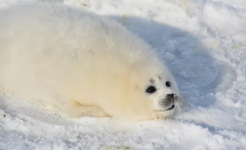 Тюлень Фото тюлень на снегу