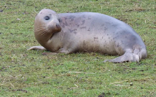 Тюлень Фото тюлень, лежащий на траве