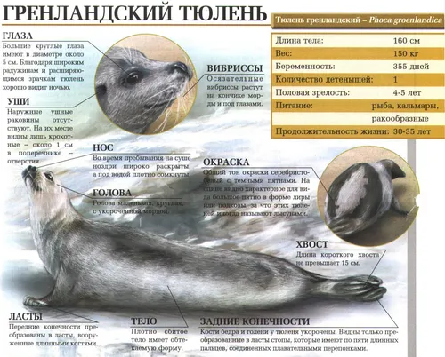 Тюлень Фото диаграмма рыбы
