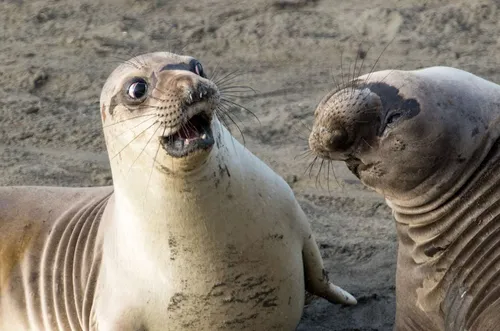Тюлень Фото пара тюленей