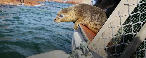 Тюлень Фото тюлень на лодке