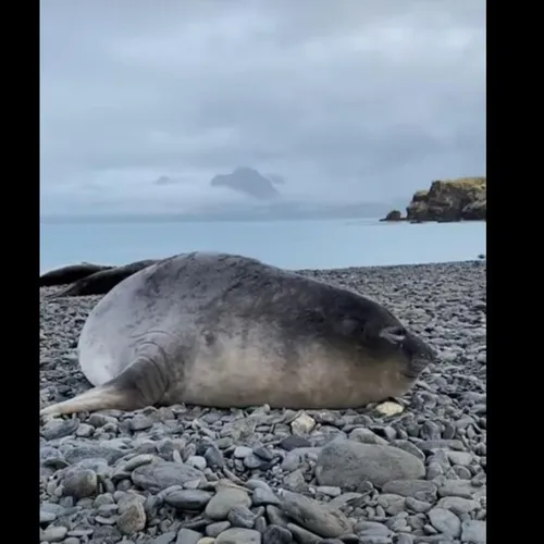 Тюлень Фото тюлень, лежащий на скалистом пляже