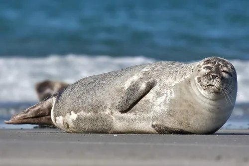 Тюлень Фото тюлень, лежащий на пляже