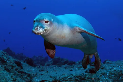 Тюлень Фото морское животное, плавающее в воде
