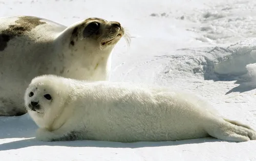 Тюлень Фото пара тюленей, лежащих на снегу