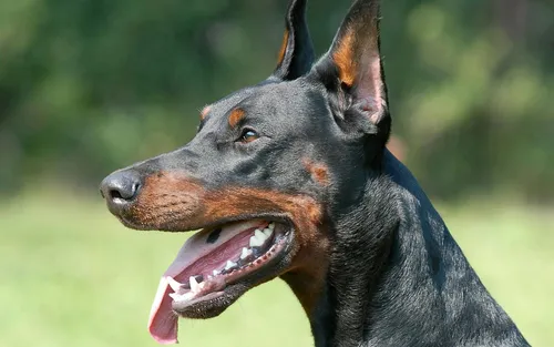 Добермана Фото собака с открытым ртом