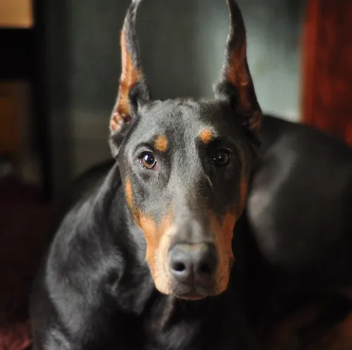 Добермана Фото собака с черным лицом