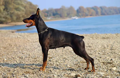 Добермана Фото собака, стоящая на пляже