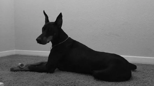 Добермана Фото черная собака, лежащая на земле