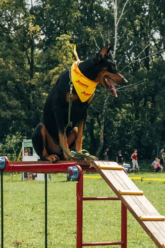Добермана Фото собака прыгает через рампу