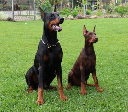 Добермана Фото две собаки сидят на траве