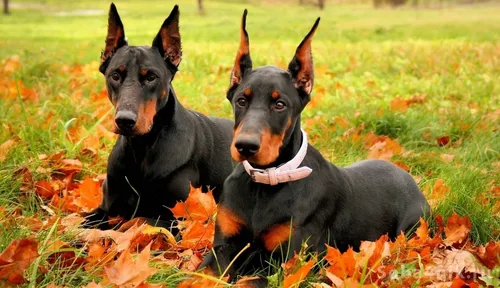 Добермана Фото две собаки сидят в поле листьев