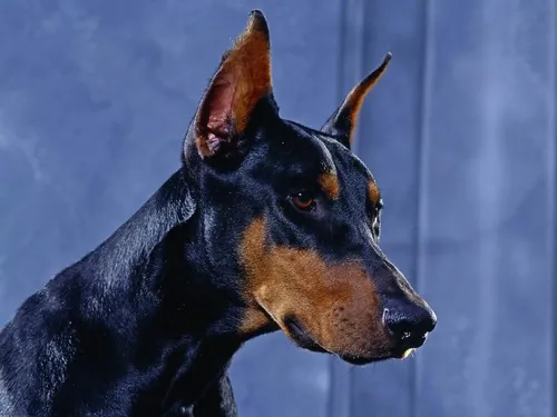 Добермана Фото черно-коричневая собака