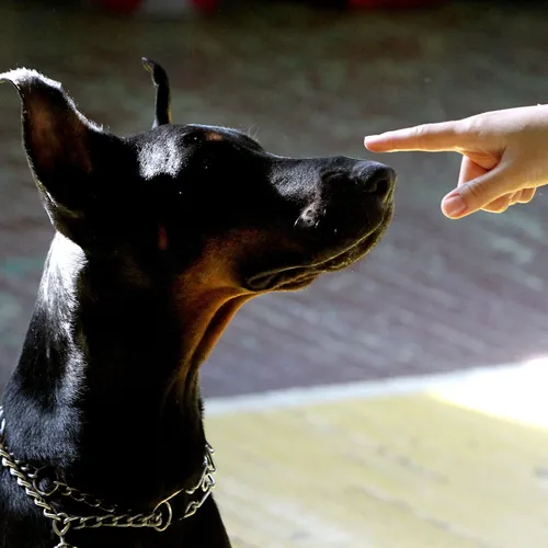 Добермана Фото собака смотрит на руку