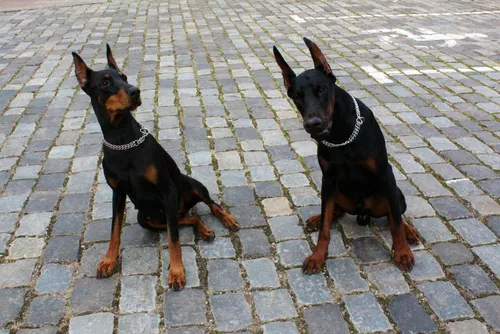 Добермана Фото две собаки сидят на кирпичной поверхности