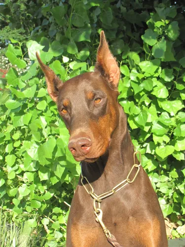 Добермана Фото коричневая собака с цепочкой на шее