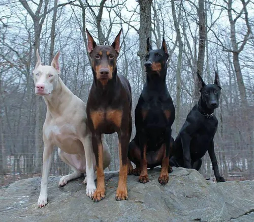 Добермана Фото группа собак, сидящих на скале