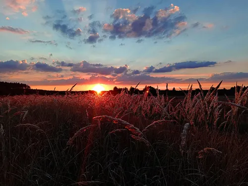 Заката Фото поле высокой травы с закатом солнца на заднем плане
