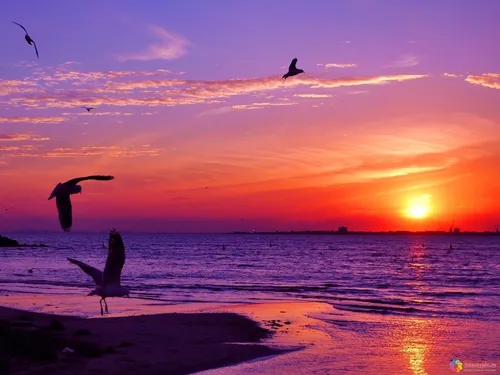Заката Фото птицы летают над водой