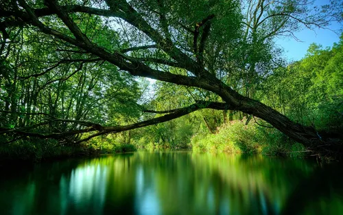 Картинки Фото дерево над водоемом