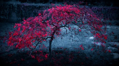 Картинки Фото дерево с красными листьями