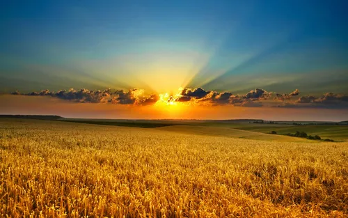 Картинки Фото поле пшеницы на фоне заката солнца