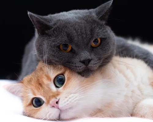 Котиков Фото пара кошек