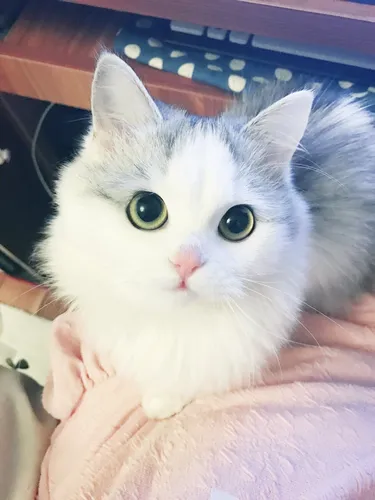Котиков Фото белая кошка с зелеными глазами