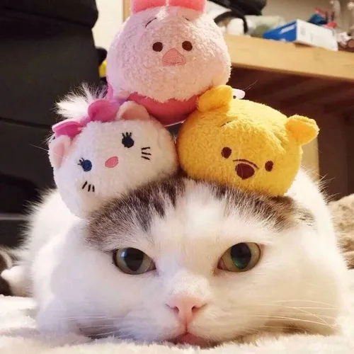 Котиков Фото кошка с чучелами животных на голове
