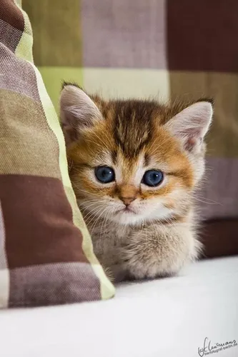 Котиков Фото котенок с голубыми глазами