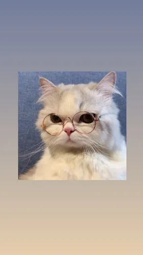 Котиков Фото кот в очках