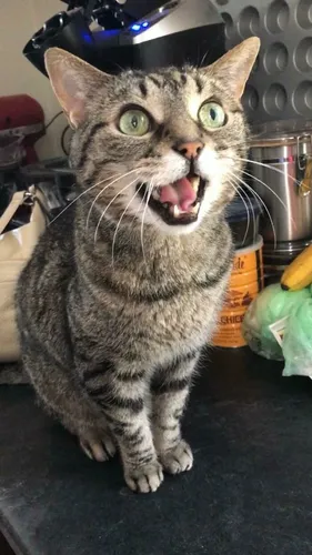 Котиков Фото кошка с открытым ртом