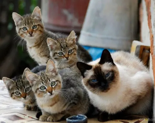 Котиков Фото фто на айфон