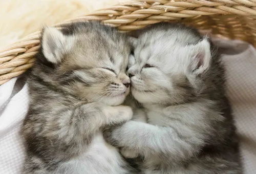 Котиков Фото группа котят, спящих вместе
