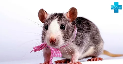 Крысы Фото мышь с розовой лентой