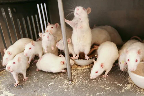 Крысы Фото группа крыс, которые едят из миски