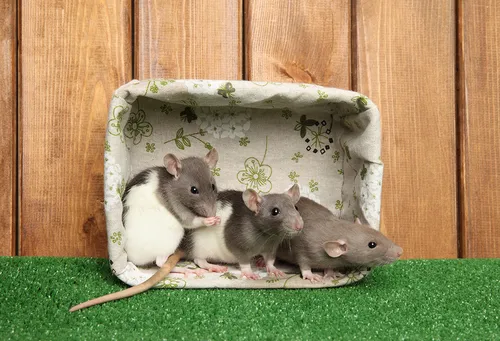 Крысы Фото группа крыс в коробке