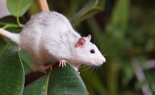 Крысы Фото белая мышь на листе
