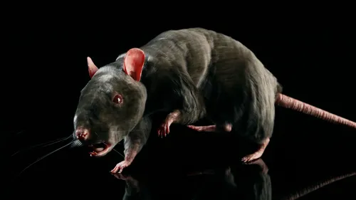 Крысы Фото черная крыса с красными глазами