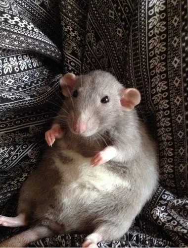 Крысы Фото крыса на диване