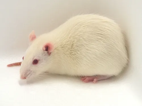 Крысы Фото белая мышь с розовыми глазами