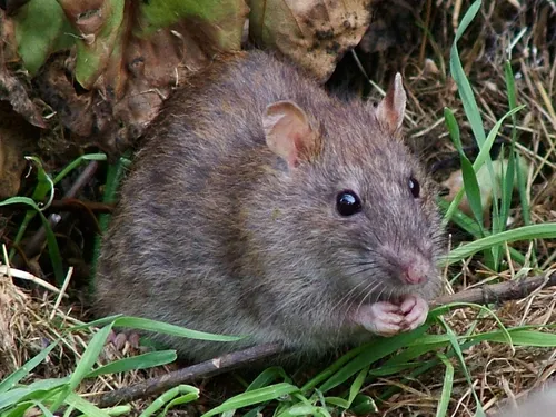 Крысы Фото грызун в траве