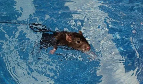Крысы Фото коричневое животное в бассейне